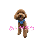 ロイくんの毎日➕（個別スタンプ：9）