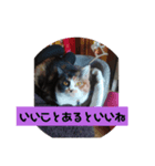 みや いいにゃ（個別スタンプ：2）