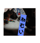 みや いいにゃ（個別スタンプ：3）