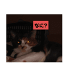 みや いいにゃ（個別スタンプ：5）