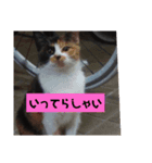 みや いいにゃ（個別スタンプ：6）