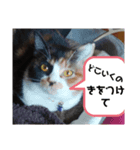みや いいにゃ（個別スタンプ：8）