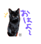 うちの黒猫の福ちゃん②（個別スタンプ：1）