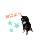 黒柴くうる（個別スタンプ：2）