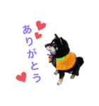 黒柴くうる（個別スタンプ：4）