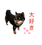 黒柴くうる（個別スタンプ：5）