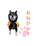 黒柴くうる（個別スタンプ：6）