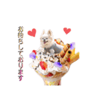 のめしこきチワワ3（個別スタンプ：1）