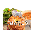 のめしこきチワワ3（個別スタンプ：2）