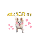 のめしこきチワワ3（個別スタンプ：4）