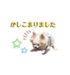のめしこきチワワ3（個別スタンプ：6）