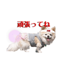 のめしこきチワワ3（個別スタンプ：7）