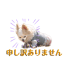のめしこきチワワ3（個別スタンプ：9）