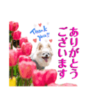 のめしこきチワワ3（個別スタンプ：11）