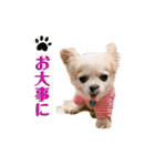 のめしこきチワワ3（個別スタンプ：17）