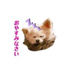 のめしこきチワワ3（個別スタンプ：18）
