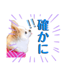 のめしこきチワワ3（個別スタンプ：24）