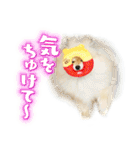 ポメな小晴（個別スタンプ：1）