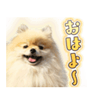 ポメな小晴（個別スタンプ：3）