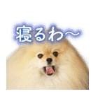 ポメな小晴（個別スタンプ：4）