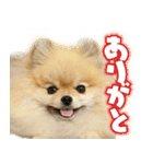 ポメな小晴（個別スタンプ：6）