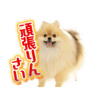 ポメな小晴（個別スタンプ：7）