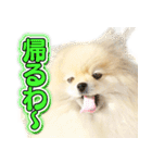 ポメな小晴（個別スタンプ：9）