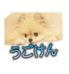 ポメな小晴（個別スタンプ：10）