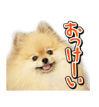 ポメな小晴（個別スタンプ：11）