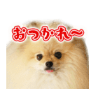 ポメな小晴（個別スタンプ：12）