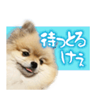 ポメな小晴（個別スタンプ：13）