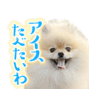 ポメな小晴（個別スタンプ：15）