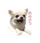 みるくの毎日すたんぷ（個別スタンプ：1）