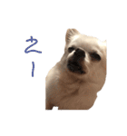 みるくの毎日すたんぷ（個別スタンプ：4）