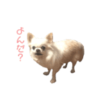 みるくの毎日すたんぷ（個別スタンプ：13）