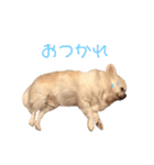 みるくの毎日すたんぷ（個別スタンプ：22）