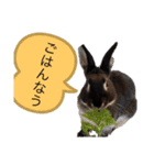 うさぎのおはたんスタンプ（個別スタンプ：4）