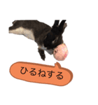 うさぎのおはたんスタンプ（個別スタンプ：6）