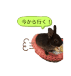 うさぎのおはたんスタンプ（個別スタンプ：8）