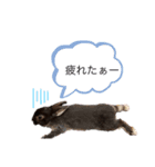 うさぎのおはたんスタンプ（個別スタンプ：9）