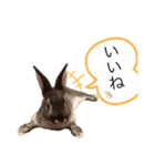 うさぎのおはたんスタンプ（個別スタンプ：11）