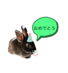 うさぎのおはたんスタンプ（個別スタンプ：12）