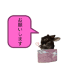 うさぎのおはたんスタンプ（個別スタンプ：13）