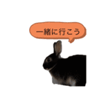 うさぎのおはたんスタンプ（個別スタンプ：16）