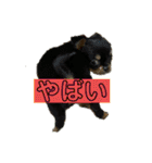 ワンワン三銃士（個別スタンプ：10）