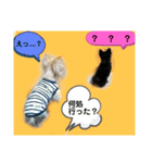 ワンワン三銃士（個別スタンプ：13）