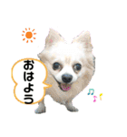 ワンワン三銃士（個別スタンプ：18）
