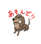 チョコタンダックスのスタンプ（個別スタンプ：1）