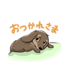 チョコタンダックスのスタンプ（個別スタンプ：6）