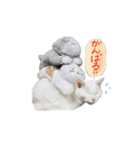 白猫 ももつぁん2（個別スタンプ：5）
